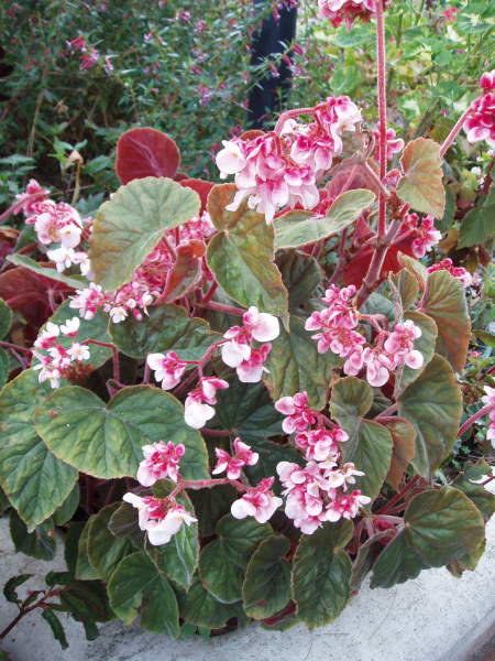 B. ‘Pam’